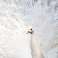 Buy canvas prints of White Peafowl by Jason Wells