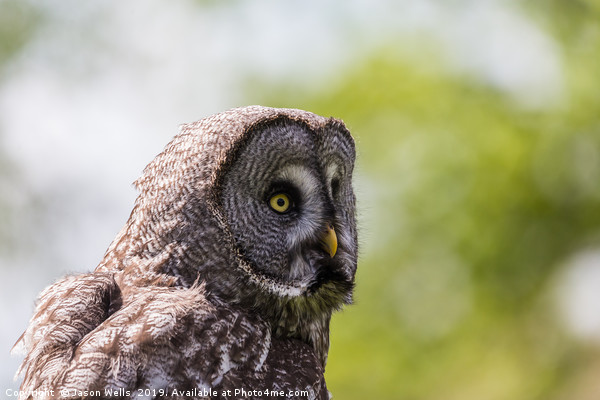 Great Grey Owl Picture Board by Jason Wells