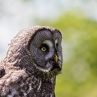 Buy canvas prints of Great Grey Owl by Jason Wells