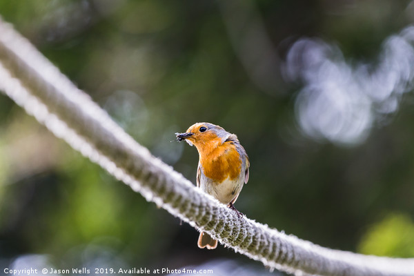 European Robin on a rope Picture Board by Jason Wells