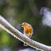 Buy canvas prints of European Robin on a rope by Jason Wells