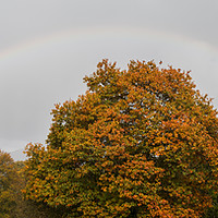 Buy canvas prints of Double rainbow over a tree by Jason Wells