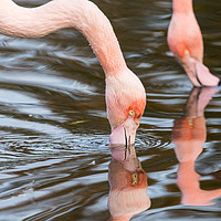 Buy canvas prints of Pair of preening Chilean flamingo by Jason Wells