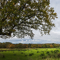 Buy canvas prints of Wyresdale Park panorama by Jason Wells