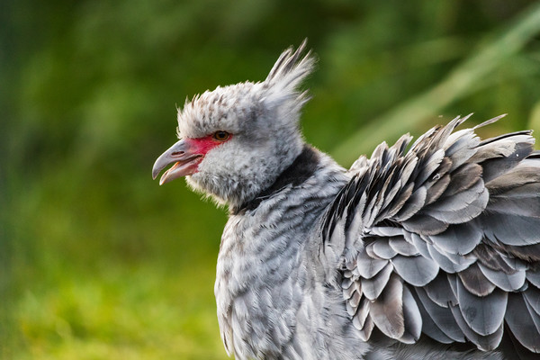 Crested screamer with its beak open Picture Board by Jason Wells