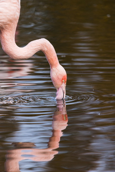 Reflection of a preening Chilean flamingo Picture Board by Jason Wells