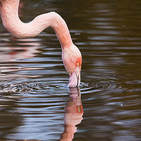 Buy canvas prints of Reflection of a preening Chilean flamingo by Jason Wells
