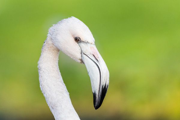 Portrait of a Chilean flamingo Picture Board by Jason Wells
