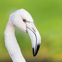 Buy canvas prints of Portrait of a Chilean flamingo by Jason Wells
