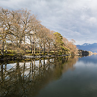 Buy canvas prints of Tree lined shores of Derwent Water by Jason Wells