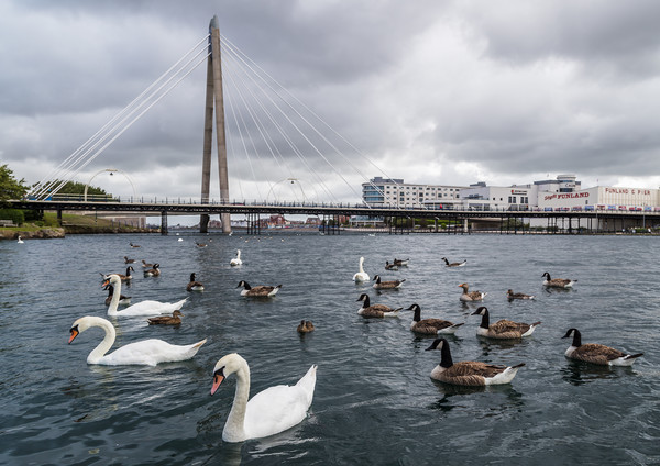 Swans and geese on Southport Marina Picture Board by Jason Wells
