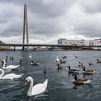 Buy canvas prints of Swans and geese on Southport Marina by Jason Wells