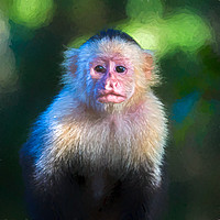 Buy canvas prints of Square cropped white faced capuchin portrait by Jason Wells