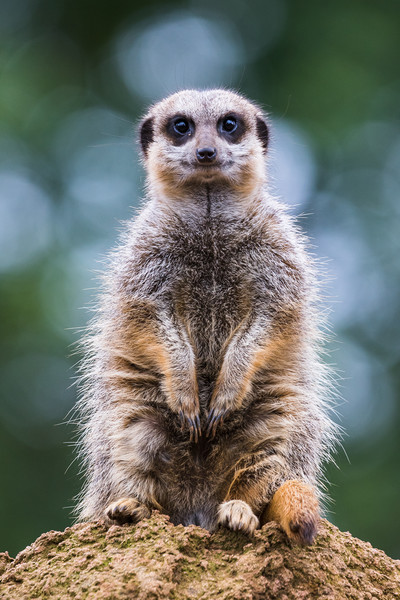 Portrait of a meerkat Picture Board by Jason Wells