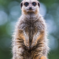 Buy canvas prints of Portrait of a meerkat by Jason Wells