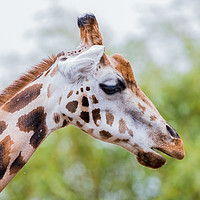 Buy canvas prints of Giraffe chewing by Jason Wells