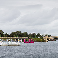 Buy canvas prints of Swans and flamingo pedalos tied up by Jason Wells