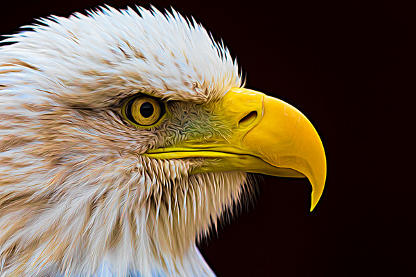 Portrait of a Bald Eagle Picture Board by Jason Wells