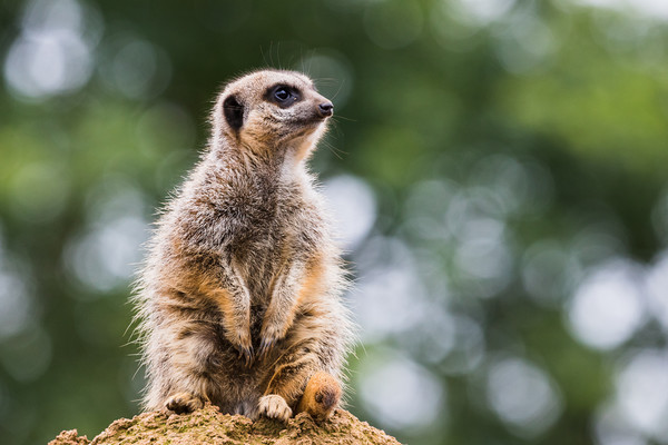 Meerkat perched on a rock Picture Board by Jason Wells
