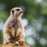 Buy canvas prints of Meerkat perched on a rock by Jason Wells