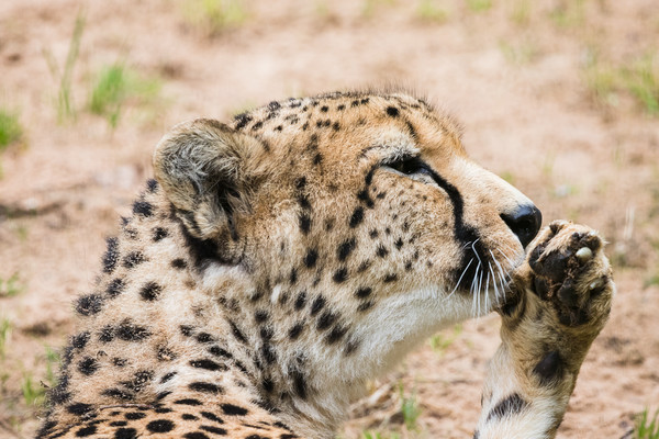 Cheetah cleaning its paw Picture Board by Jason Wells