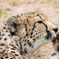Buy canvas prints of Cheetah cleaning its paw by Jason Wells