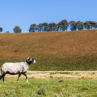 Buy canvas prints of Horned sheep passing in front of the camera by Jason Wells