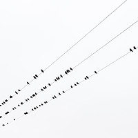 Buy canvas prints of Flock of Starlings on telegraph wires by Jason Wells