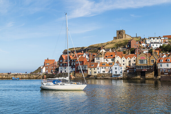 Yacht enters Whitby harbour Picture Board by Jason Wells