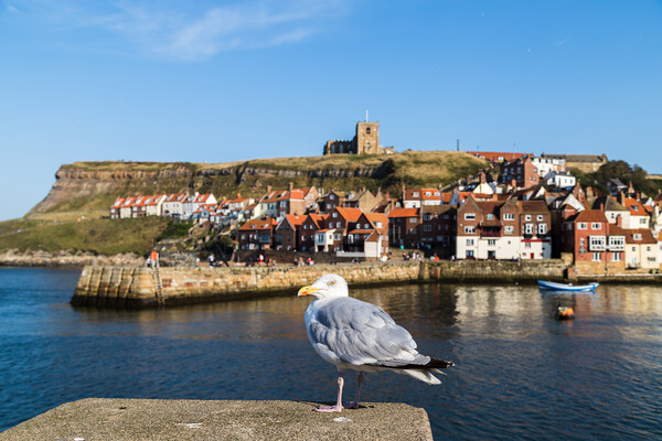 Sea gull in Whitby Picture Board by Jason Wells