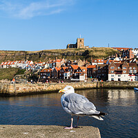 Buy canvas prints of Sea gull in Whitby by Jason Wells