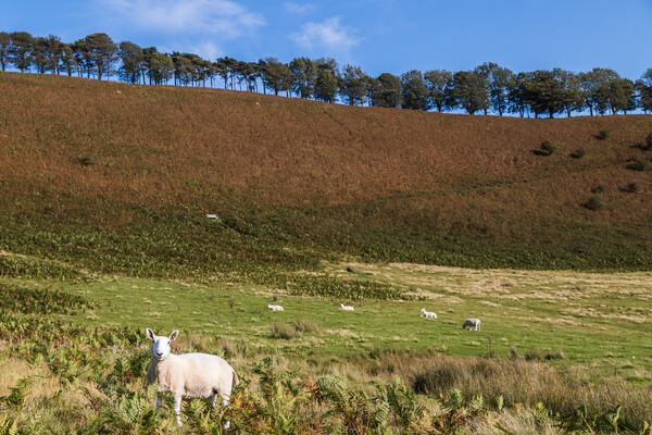 Sheep dotted on the hillside Picture Board by Jason Wells