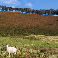 Buy canvas prints of Sheep dotted on the hillside by Jason Wells