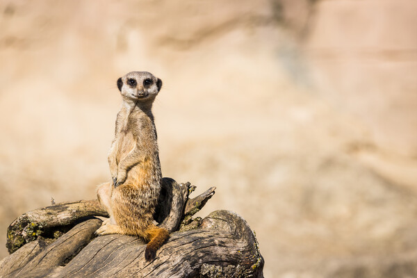 Meerkat perched on dry wood Picture Board by Jason Wells