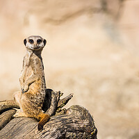 Buy canvas prints of Meerkat perched on dry wood by Jason Wells