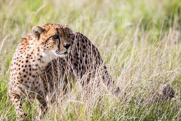 East African cheetah in long grass Picture Board by Jason Wells