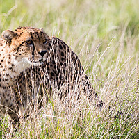 Buy canvas prints of East African cheetah in long grass by Jason Wells