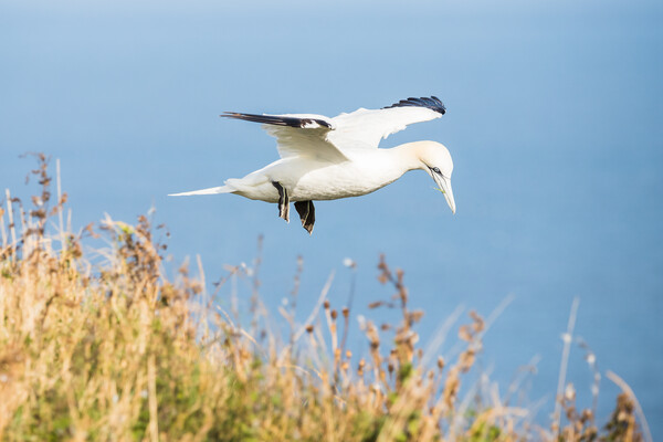 Northern gannet flying above the top of the cliff Picture Board by Jason Wells