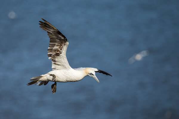 Northern gannet flying above the top of the cliff Picture Board by Jason Wells