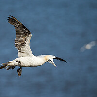 Buy canvas prints of Northern gannet flying above the top of the cliff by Jason Wells