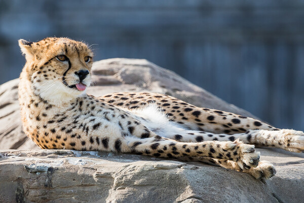 East African cheetah with its tongue out Picture Board by Jason Wells