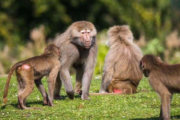 Adult Hamadryas baboon showing whos in charge Picture Board by Jason Wells