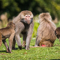 Buy canvas prints of Adult Hamadryas baboon showing whos in charge by Jason Wells