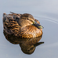 Buy canvas prints of Mallard duck on the water by Jason Wells