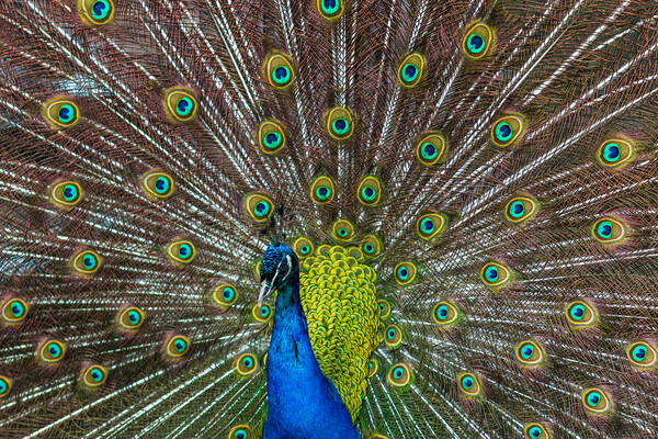 Peacock spreading its wings Picture Board by Jason Wells