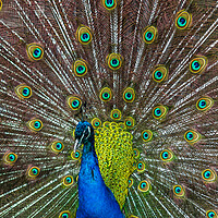 Buy canvas prints of Peacock spreading its wings by Jason Wells