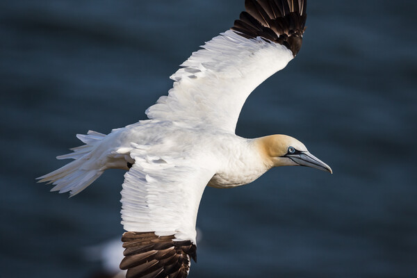 Northern gannet up close Picture Board by Jason Wells