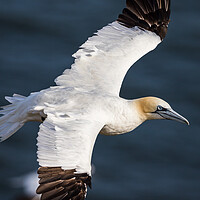 Buy canvas prints of Northern gannet up close by Jason Wells