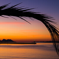 Buy canvas prints of Silhouette of a palm leaf by Jason Wells