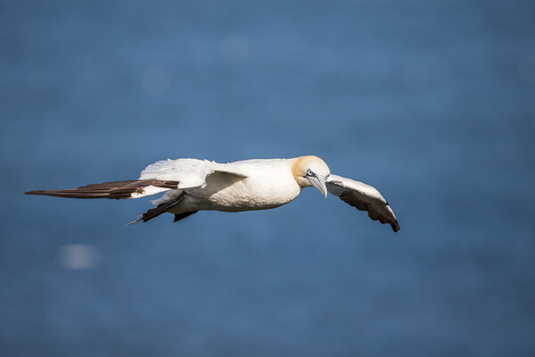 Northern gannet flying on the coast of the North Sea Picture Board by Jason Wells
